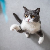 猫との暮らしで起こりがちな『困った行動』5選　あなたも経験ある？上手な対処法も解説