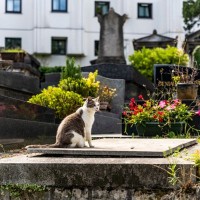 愛猫を亡くした後の『遺骨を供養』する方法4つ　自宅で保管して問題ない？検討できる選択肢とは