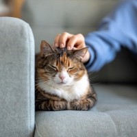 猫が飼い主の『大切な人に塩対応』を取る理由3つ　距離を縮めてもらう方法はある？