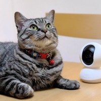 飼い主が家を空けるときに検討すべき『猫の預け先』3つ　それぞれの良い点・悪い点や選び方のポイント