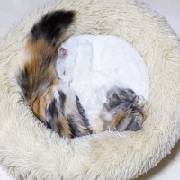 猫が固まって『猫団子』ができる理由3選　身を寄せ合って過ごす意味や目的とは