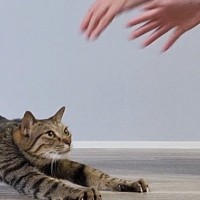 『撫でてほしい猫』と『撫でたい飼い主』…需要と供給が完全一致した光景に6万9000いいね「溶けてゆくｗ」「めっちゃ癒される～」