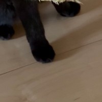 興奮気味の黒猫→口元を見ると、くわえていたのは…可愛すぎる光景に2万いいね「でっかい獲物ゲットしたねぇｗ」「蕎麦屋いくのかな」