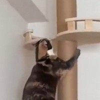 猫が『キャットタワー』を登ろうとしたら…終始『猫らしくない動き』に「応援したくなった」「めっちゃかわいいｗ」と118万表示