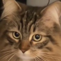じーっと見つめてきた大型猫…まるで人間のような『まさかの光景』に「真夜中に見たら声上げるレベルｗ」「ドレス着たお姫様みたい」と15万再生