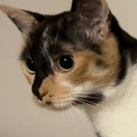 お風呂掃除をするパパをじっと見つめる猫→助けたいようで…一生懸命な様子が可愛いと反響「愛おしくてたまらない」「掃除の度に大忙しｗ」