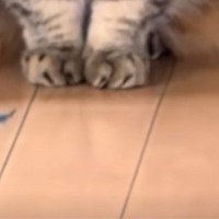 家の外に『工事のおじさん』がやってくると…『猫の反応』が可愛すぎると65万再生「おじさんいるって顔ｗ」「置物かと思ったｗ」