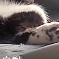 『猫、何してるかな』とペットカメラを覗いたら…まさかの光景に36万いいね「殿っぽい格好してるｗ」「声出して笑ったｗ」と爆笑の声続出