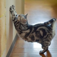 飼い主が愛猫に『やめてほしい』と願う行動4選　どう対処すればいい？試したい防止策まで