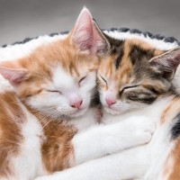 猫の性別によって違う『珍しい毛色』3種　滅多にお目にかかれない理由や決まる仕組みも解説