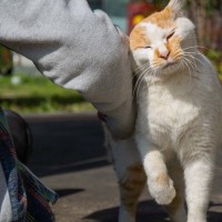 『猫のことが苦手な人』ほど好かれやすい理由4選　自覚がなくても猫にとっては魅力的？