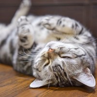 猫があなたの足元で『ゴロンと転がる』理由5選　なぜわざわざ倒れるの？飼い主に伝えたいことがある？