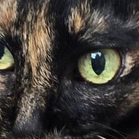 一生懸命『しっぽの毛づくろい』をしていた猫…予想外の『見事なポーズ』に1万3000いいね「芸術点が高すぎる」「キーホルダー欲しい」