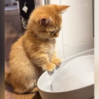 給水機の前にやってきた子猫→おててが水に触れると…微笑ましい光景に癒される人が続出「いつまでも見ていられる」「可愛すぎる」