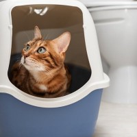 『猫砂の飛び散り』に困ったら試したい対策方法5つ　散らかりやすい理由や習性についても解説