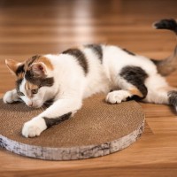 猫が『欲求不満』を訴えているときの仕草5つ　解消させるコツや環境面の改善策も