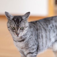猫が『嫌いな相手』に対してする鳴き方3つ　警戒されているの？避けるべき行為も解説
