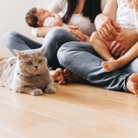 愛猫と暮らす家庭に『赤ちゃん』が産まれたときの注意点5つ　猫は人間の子どもをどう思っているの？
