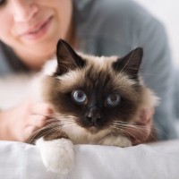 猫を『1匹飼い』する場合のメリット4選　多頭飼いが苦手な子も？迷ったときに考えるべきこと