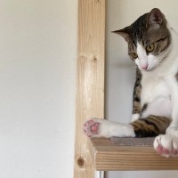『運動音痴な猫』が起こしやすい行動3つ　事故やトラブルを防ぐための対策方法まで