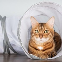 猫と『遊ばない』ことで起こる4つのトラブル　サボってはいけない理由や遊ぶことのメリットも