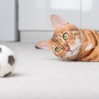 猫が遊びたがる『ボール』の特徴3選　夢中になるワケや遊び方のポイントまでご紹介