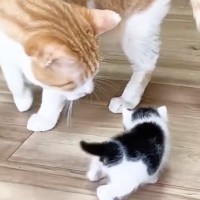 部屋を探索する赤ちゃん猫→『優しい先住猫』が近くにやってくると…可愛すぎる光景が13万再生「優しさに感動した」「健気で可愛い」