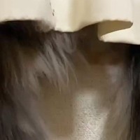 窓の外を眺める2匹の猫→カーテンの下から『しっぽ』が出ていて…可愛すぎる様子に「さわっさわっしたいｗ」「ほんとのツインテール」と反響