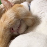 キャットタワーで寝ている猫を『寝室』に誘ったら…まるで『人間同士のようなやり取り』が182万再生「返事してるｗ」「風呂前の私みたいｗ」