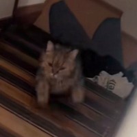階段を上ってくる猫→『なんか違和感ある』と思ったら…思わず2度見する『器用なステップ』が13万再生「空中ウォークみたいｗ」「天才ｗ」
