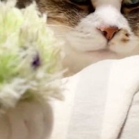 『本気でびっくりしたｗ』眠そうな猫の前足にオモチャを乗せたら…まさかの展開が21万表示「表情が良すぎるｗ」「息止めて見ちゃったｗ」