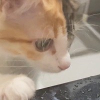 お風呂が好きすぎる猫→お風呂場にやってくると…微笑ましすぎる様子に「お掃除も楽しくやれそうｗ」「可愛すぎ〜ぃぃｗ」と反響