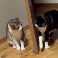 『ニヤけてしまうｗ』猫2匹がドア越しに『ケンカ』を始めた結果…あまりにも可愛い攻防が16万再生「品のある喧嘩だねぇ」「ほっこりしたｗ」