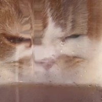 机の上に置かれた『冷たいピッチャー』に近づいてきた猫…まさかの行動に「可愛いことになってるｗ」「気持ちいいんだねぇｗ」と10万再生