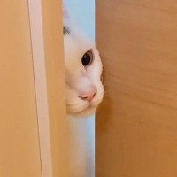 トイレ掃除中、扉の前でずっと待っていた猫→どこまでもついてきて…『甘えん坊すぎる様子』に「感動の再会みたいｗ」「可愛すぎ」と14万再生