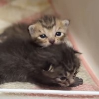 ケージの扉を開けると、赤ちゃん猫たちがわらわらと出てきて…ほっこりする光景が28万再生「モキュモキュしてる」「みんなかわいいなぁ」
