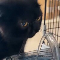『部活終わりなんだと思う』　自動給水機の前にやってきた黒猫…驚きの『飲みっぷり』に1万いいね「めっちゃ上手」「まさに無我夢中ｗ」