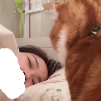 朝、寝ている飼い主のもとにやってきたネコ…とんでもなく優しい『起こし方』に9万5000いいね「幸せすぎる」「可愛くて即起きるね」