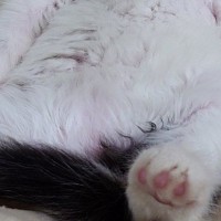 ハンモックの上で『おっさん座りをしていた子猫』→成長した結果…思わず笑顔になる『ビフォーアフター』に「大きくなったねｗ」「成長すごい」