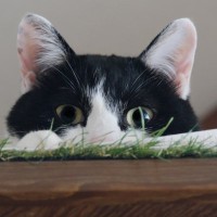 猫があなたを『遊びに誘っている』ときにみせるサイン3つ　実は見逃しているかも？猫が喜ぶ応え方まで