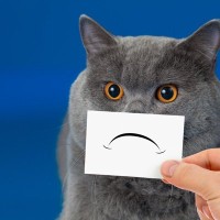 猫の心を傷つけている飼い主の『裏切り行為』4つ　すぐに見直すべき理由や起こりうるトラブル