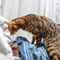 猫があなたが『寝ているときに襲いかかる』5つの理由　どんな目的があるの？やめさせるための対処法まで