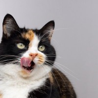 猫が自分の『鼻を舐めている』3つの理由　不安を抱えているかも？考えられる心理を解説
