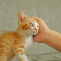 遠慮がちな猫が『甘えたい』ときにみせるサイン3つ　気付いてあげるコツや上手な接し方