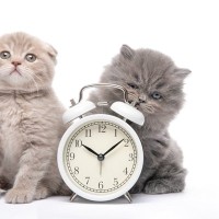 猫を飼うと欠かせない『毎日の習慣』4つ　どんな変化が起こるの？お世話のポイントもご紹介