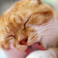 猫が人の『膝の上で毛繕い』をしているときの理由3つ　乗ってするのはなぜ？上手な対応方法も