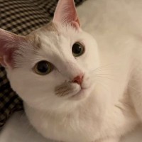 先にベッドに向かって、飼い主を待っていた猫…とんでもなく尊い『就寝前のルーティン』が45万再生「むしろ待ちたい」「愛しすぎるぅぅ」