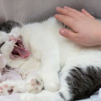 猫が『ブチギレる前』にあらわれるサイン3つ　怒りを鎮める方法はある？接し方のポイントも