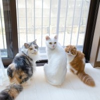 猫を多頭飼育するとき『適切な頭数』はどれくらい？家庭ごとに異なるポイントや検討すべきこと5つ
