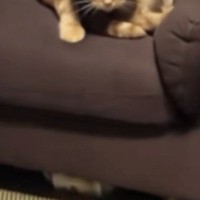 部屋に戻ってきた飼い主→猫を見て思わず『マジで怖い』…まさかの光景が126万再生「なんかゴツくね」「私の知ってる猫じゃない」